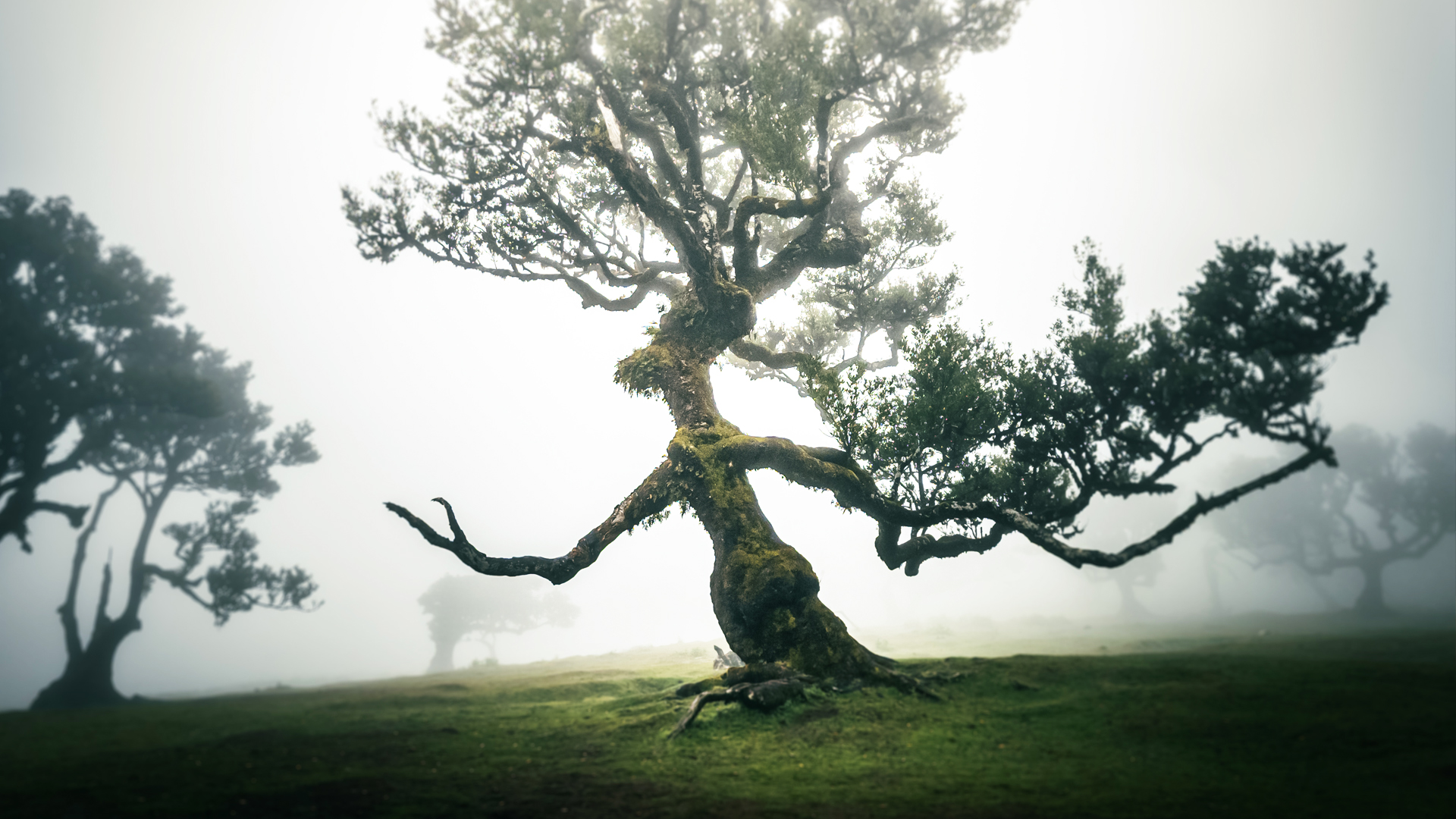 Levada dos Cedros PR14 w Fanal, ścieżka wśród mchu i starych drzew laurisilvy.